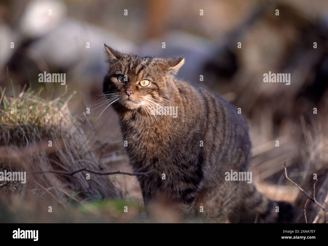 Chat sauvage écossais (Felis silvestris grampia) femelle semi-habituée en manteau d'hiver, vivant sauvage dans oakwood, Lochaber, Écosse, avril 1998 Banque D'Images