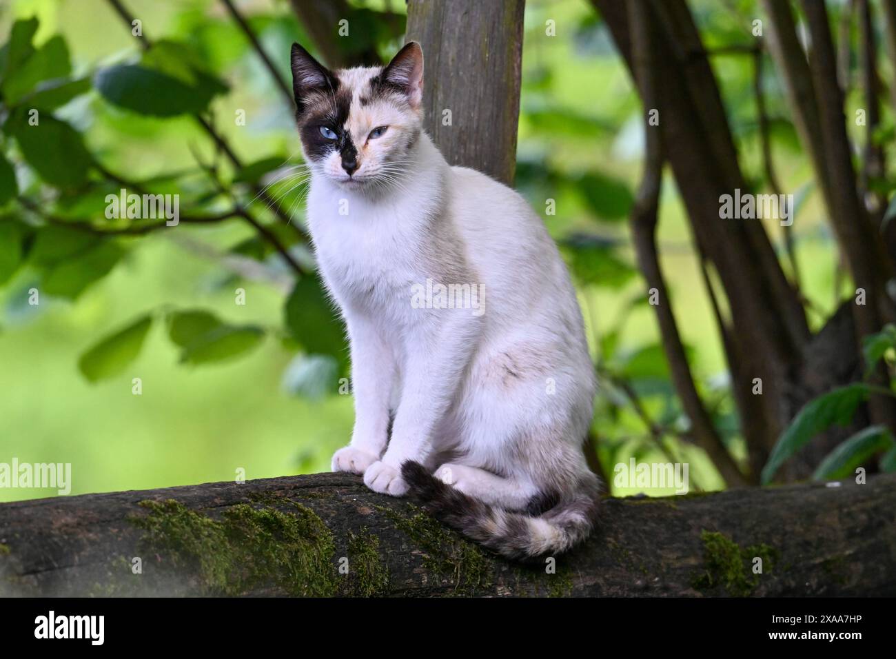Un chat blanc perché sur une branche d'arbre dans la forêt Banque D'Images