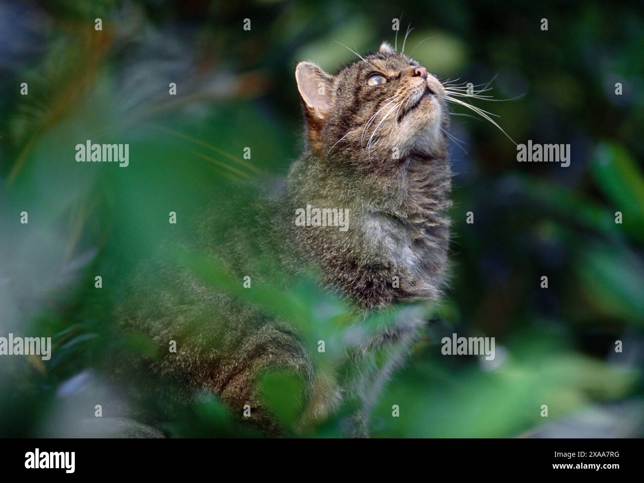 Chat sauvage écossais (Felis silvestris grampia) femelle semi-habituée en manteau d'hiver, vivant sauvage à oakwood, Lochaber, Écosse, avril Banque D'Images