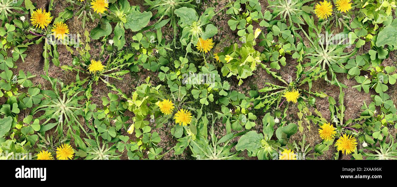 Mauvaises herbes et mauvaises herbes arrière-plan ou plantes nuisibles indésirables contrôle comme entretien de la pelouse et problème de cour comme symbole d'herbicide et de pesticide dans un jardin ou un jardinin Banque D'Images