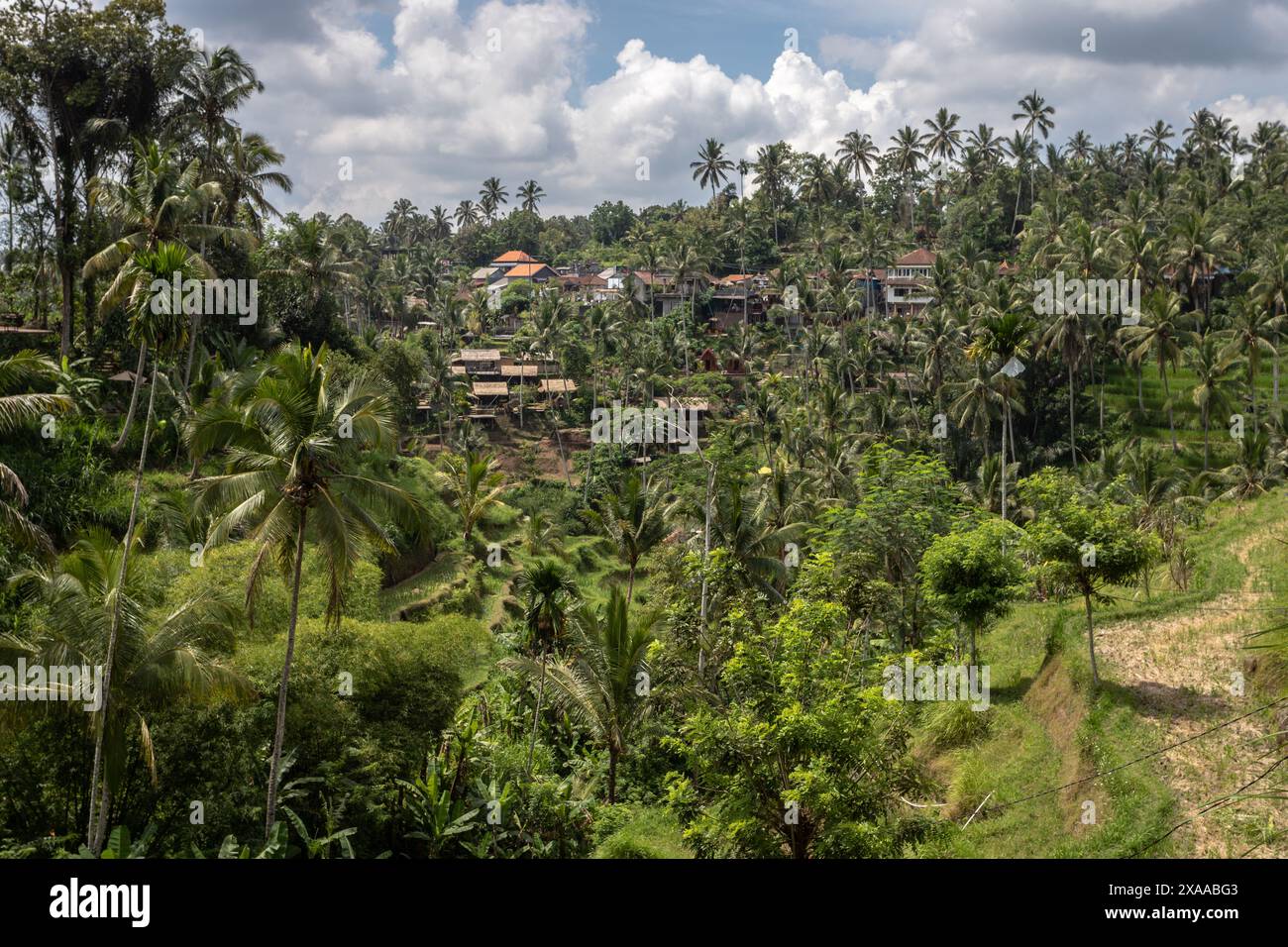 Une vue luxuriante du paysage de la jungle d'en haut Banque D'Images