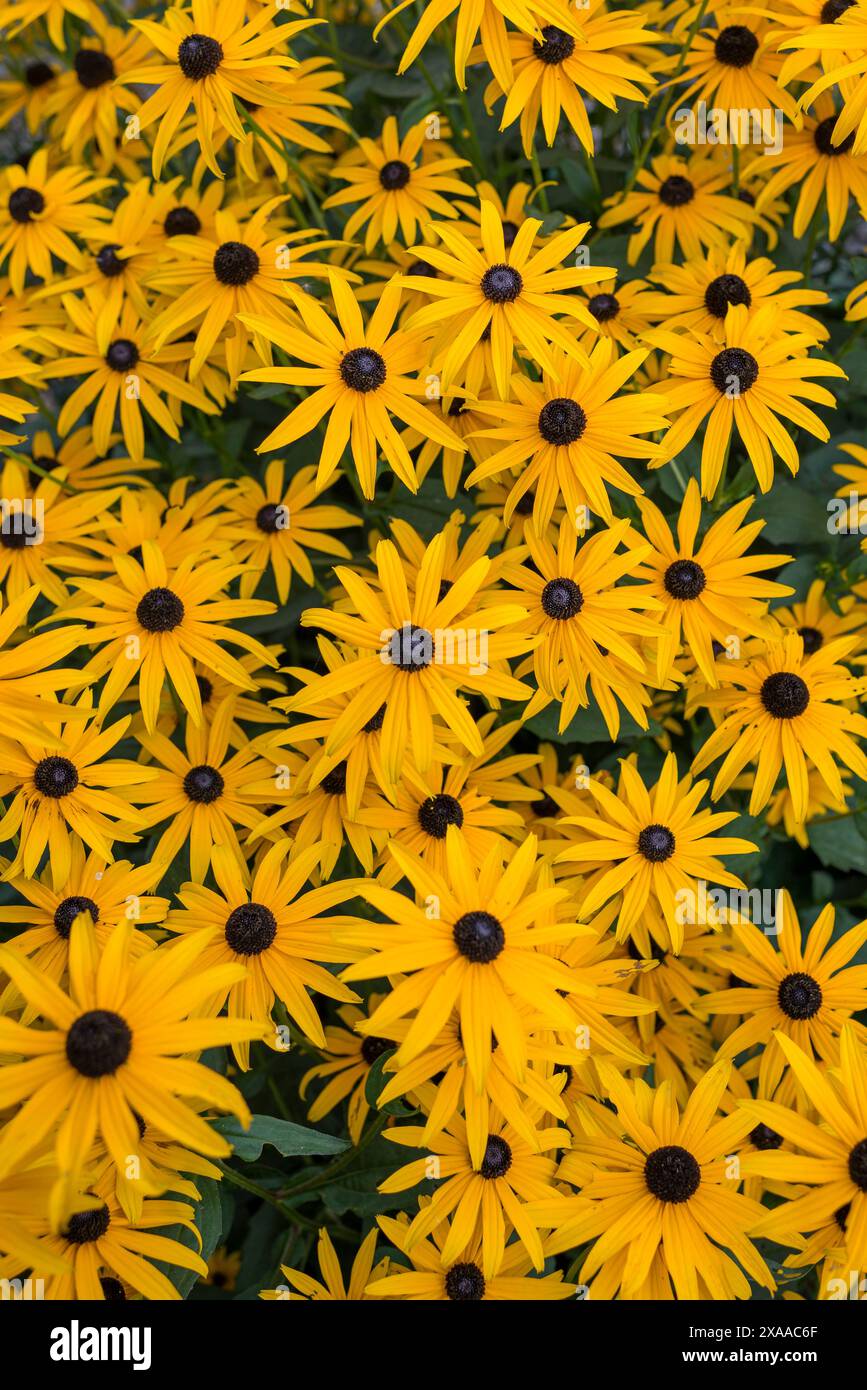 Une multitude de fleurs jaunes avec des centres brun foncé couvrant le sol. Banque D'Images