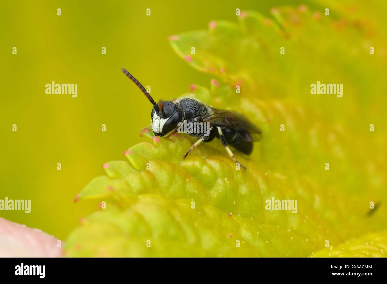 Gros plan naturel sur un spatulé hyalin, abeille masquée, Hylaeus hyalinatus sur une feuille verte dans le jardin Banque D'Images