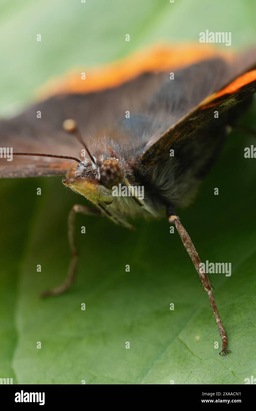 Gros plan détaillé sur le papillon de dame peint en rouge et noir, Vanessa atalanta dans le jardin Banque D'Images
