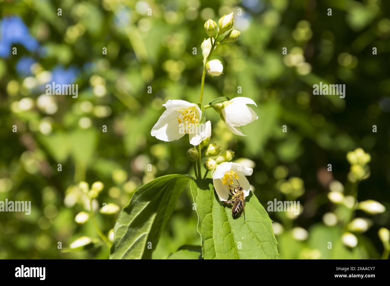 photographie rapprochée d'une branche de jasmin fleurie avec une abeille sur un fond de verdure floue Banque D'Images