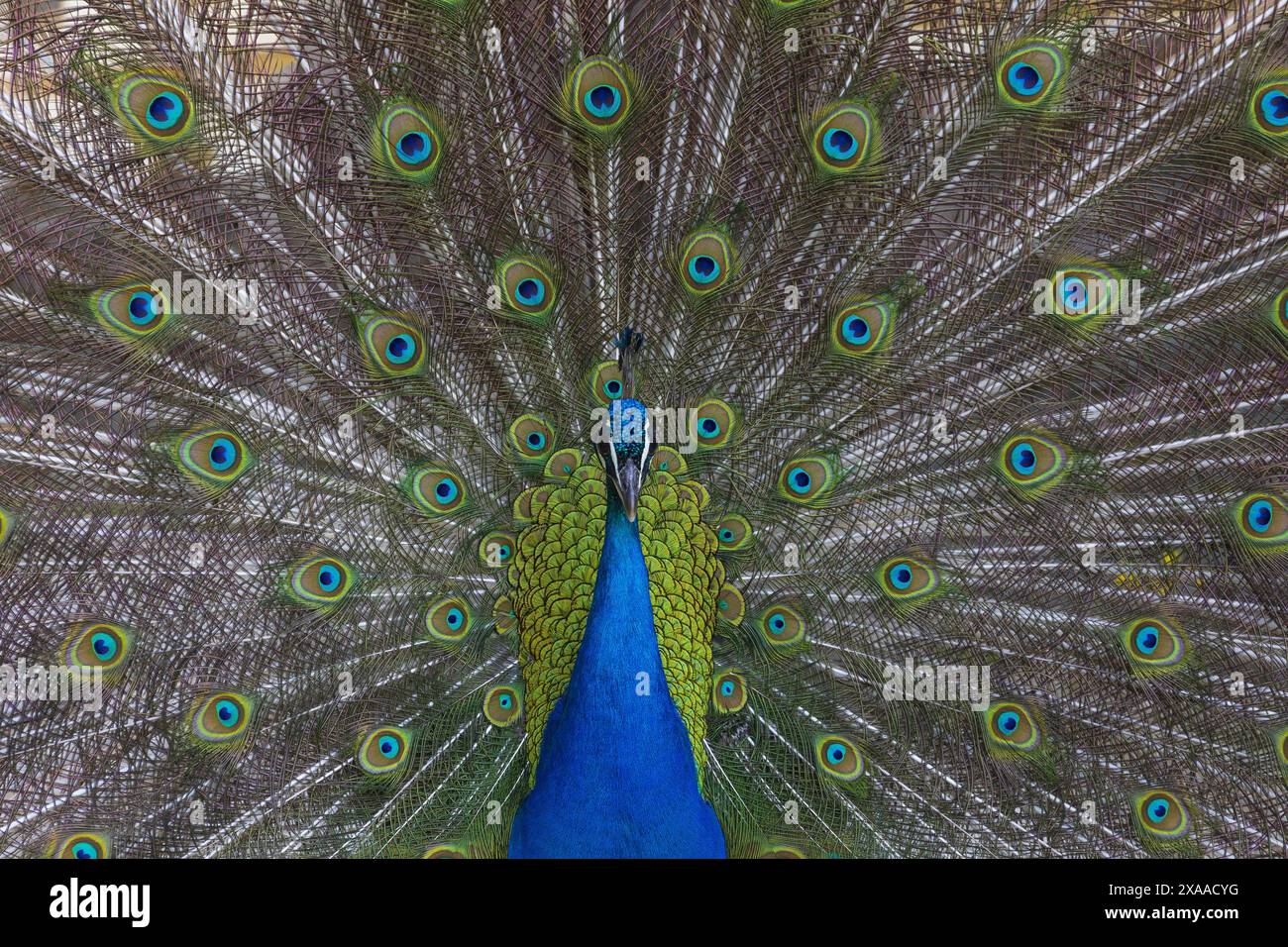 Photographie d'un paon indien déployant sa queue montrant son plumage Banque D'Images