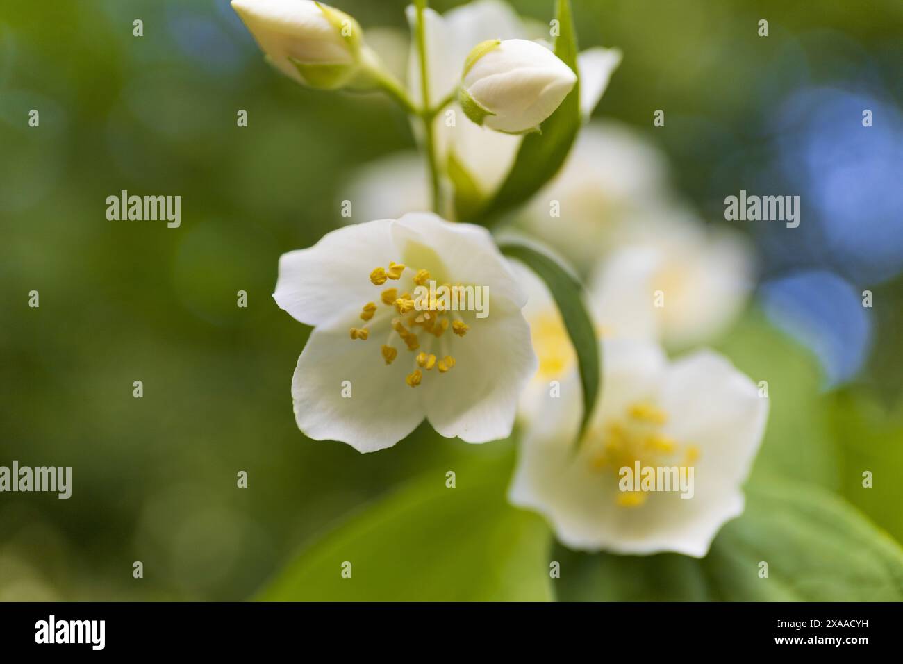 photographie rapprochée d'une branche de jasmin en fleurs sur un fond de verdure floue Banque D'Images