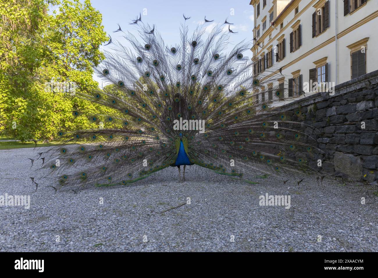 Photographie d'un paon indien montrant son train sur un chemin de parc près d'un château médiéval par une journée d'été ensoleillée Banque D'Images