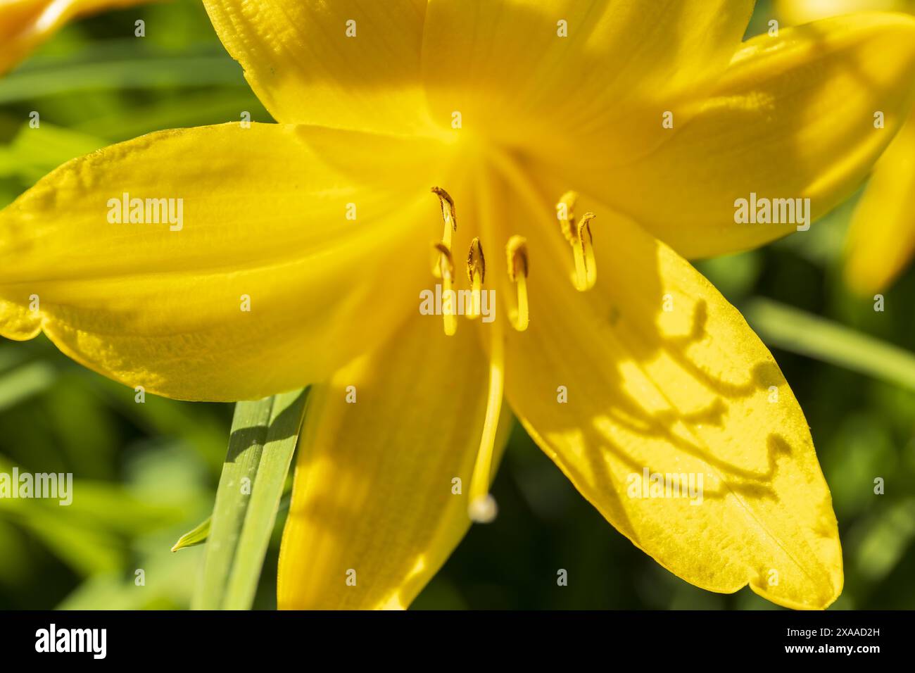 photographie rapprochée d'une fleur de lis jaune contre un feuillage vert par une journée d'été ensoleillée Banque D'Images