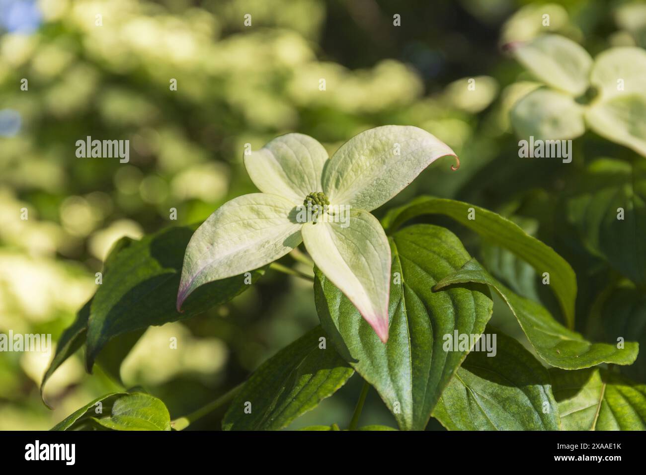 photographie rapprochée de fleurs d'un dogwood kousa Banque D'Images