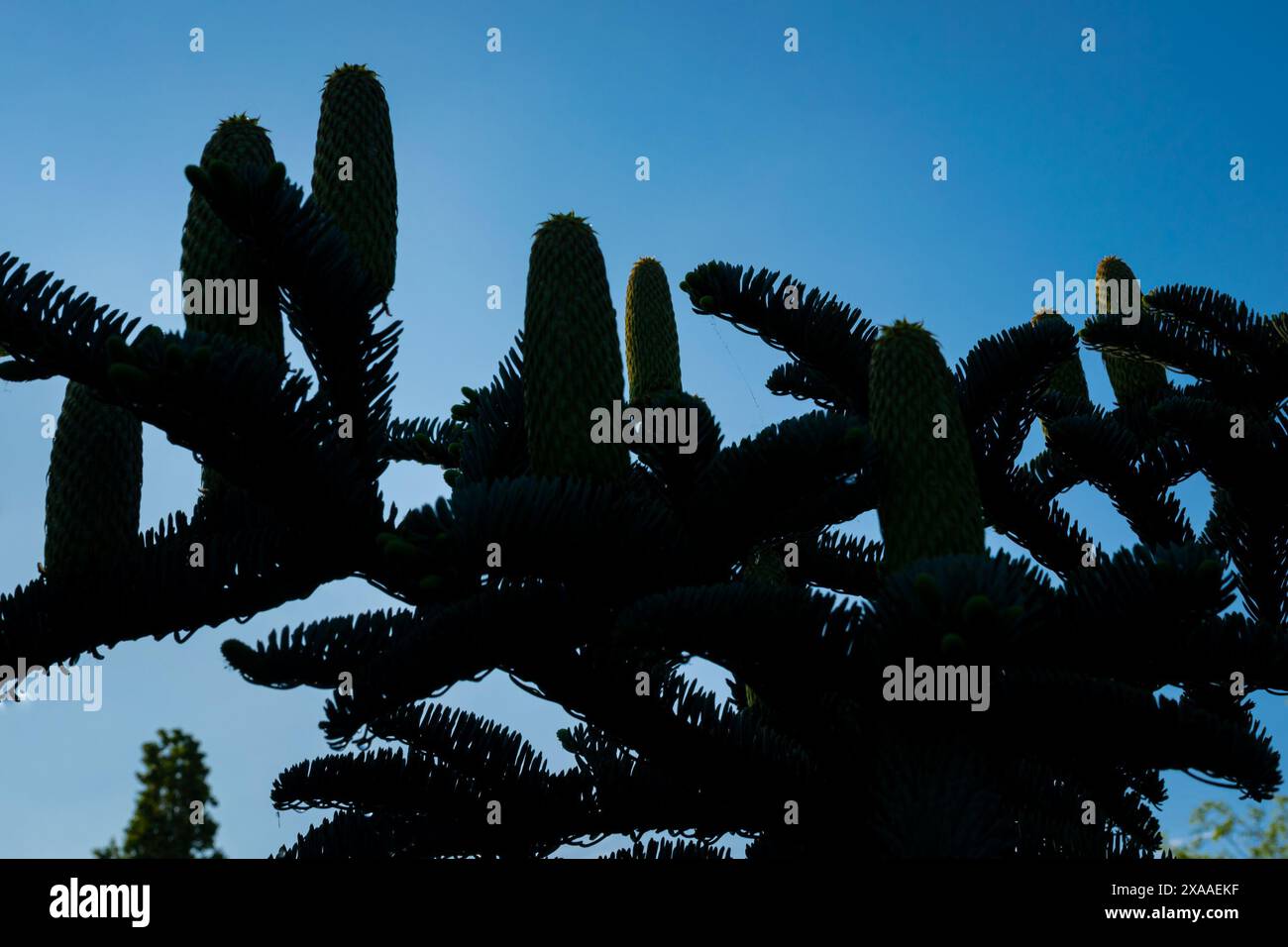 Silhouette des cônes d'un sapin argenté avec un ciel bleu comme fond Banque D'Images