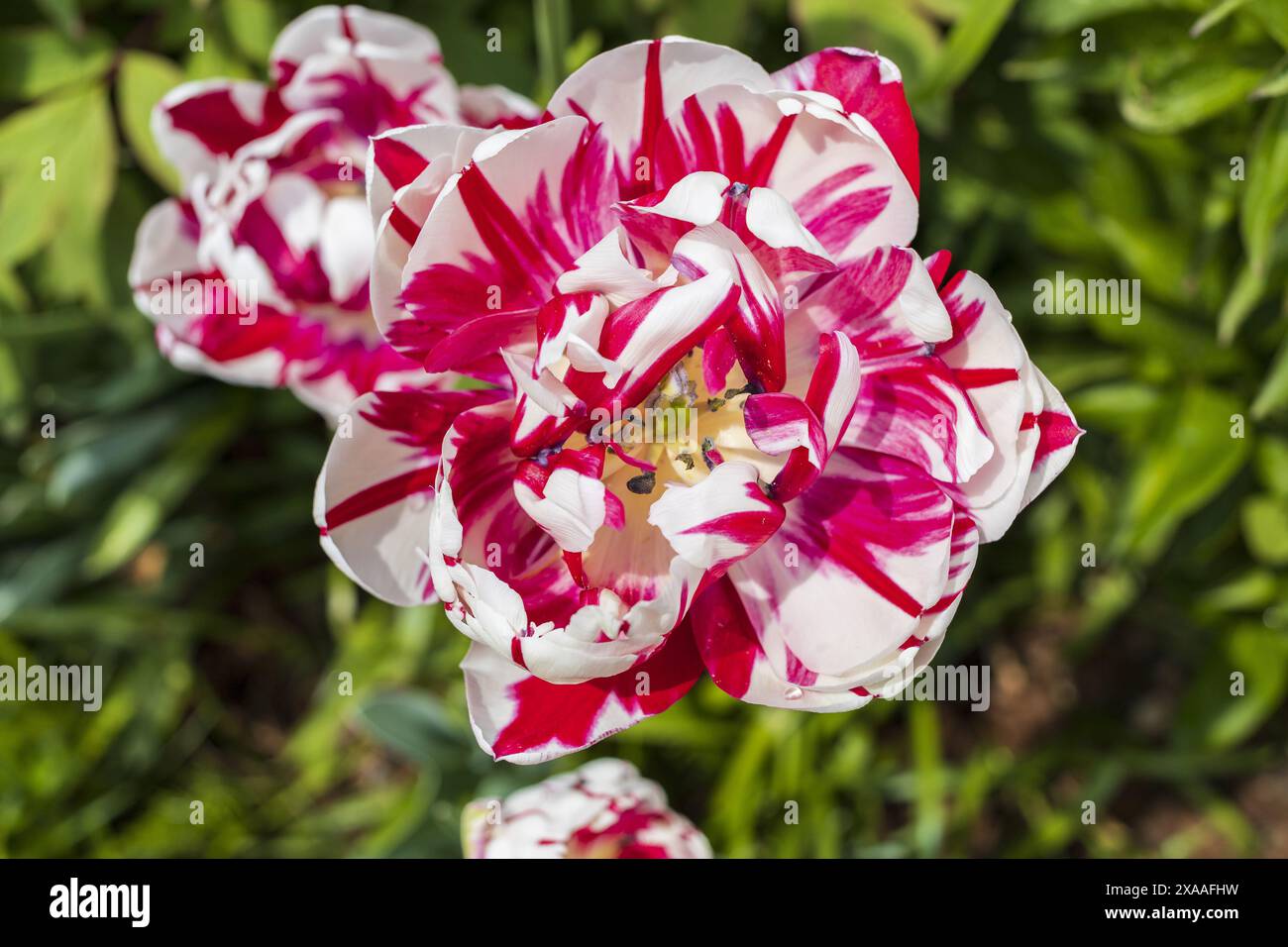 photographie en gros plan de vue de dessus d'un perroquet blanc rose tulipe fleurs sur parterre de fleurs vert avec fond flou Banque D'Images