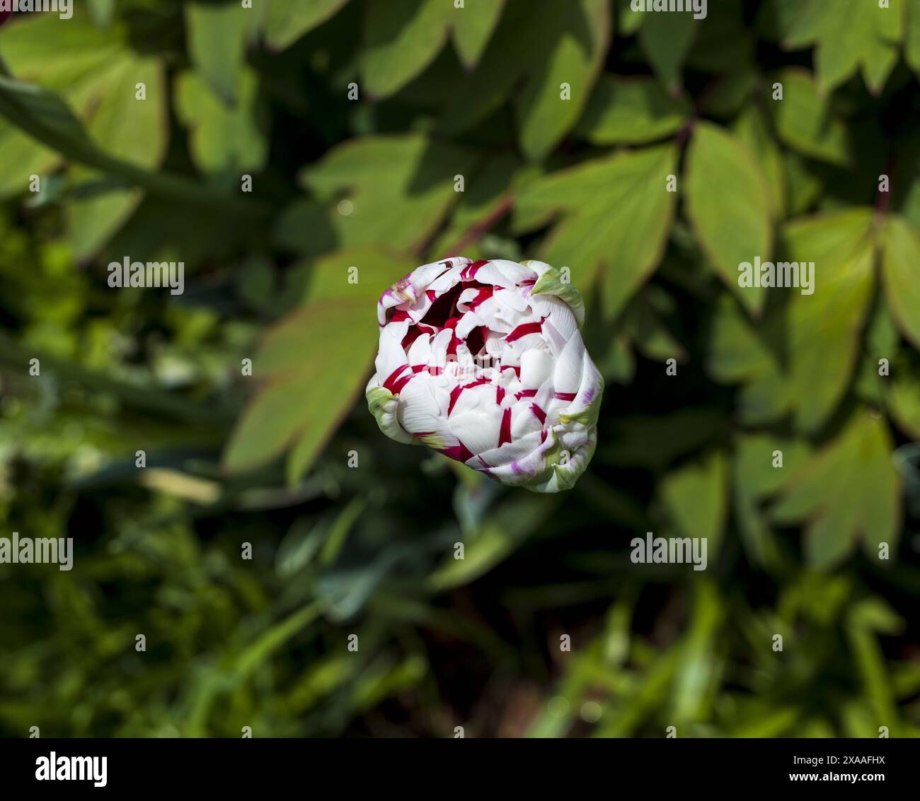 photographie en gros plan de vue de dessus d'un bourgeon de fleur de tulipe de perroquet rose blanc sur fond de verdure floue Banque D'Images