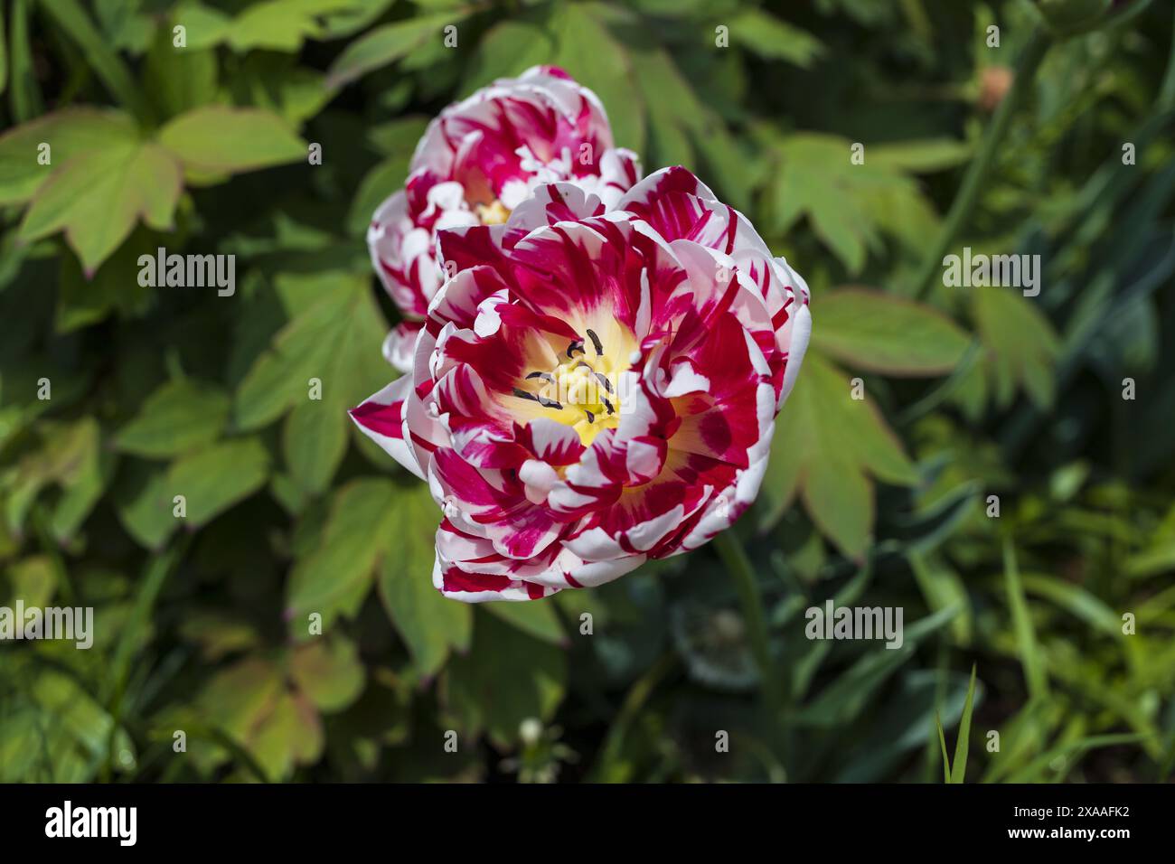 photographie de vue de dessus en gros plan d'un perroquet blanc rose tulipe fleurs sur fond de verdure floue Banque D'Images