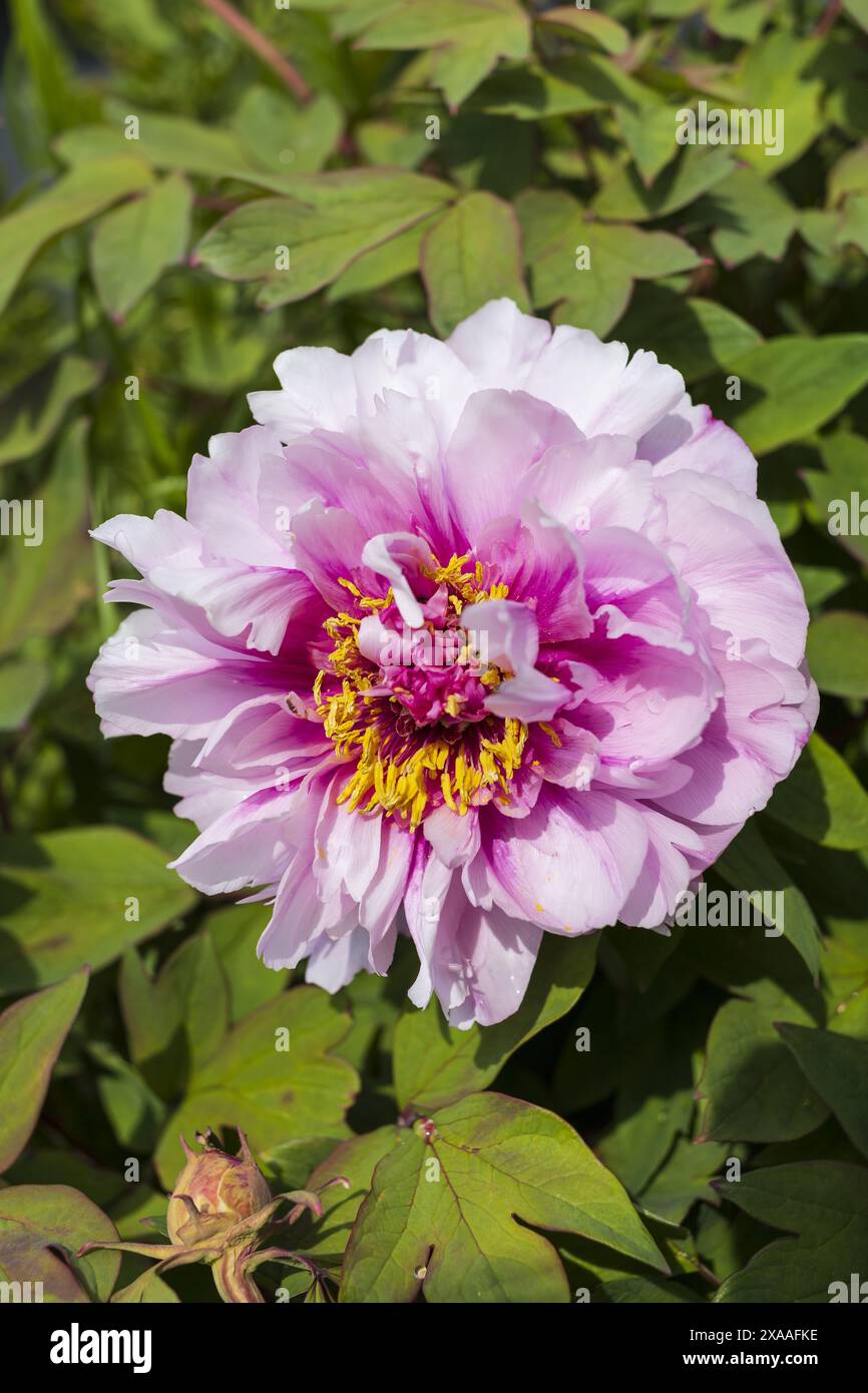 photographie de vue de dessus en gros plan d'une fleur de pivoine rose avec coeur jaune sur fond de verdure Banque D'Images