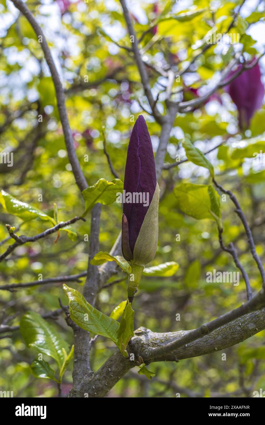 photographie rapprochée d'un bourgeon de magnolia violet foncé sur une branche d'arbre sur un fond de verdure floue Banque D'Images