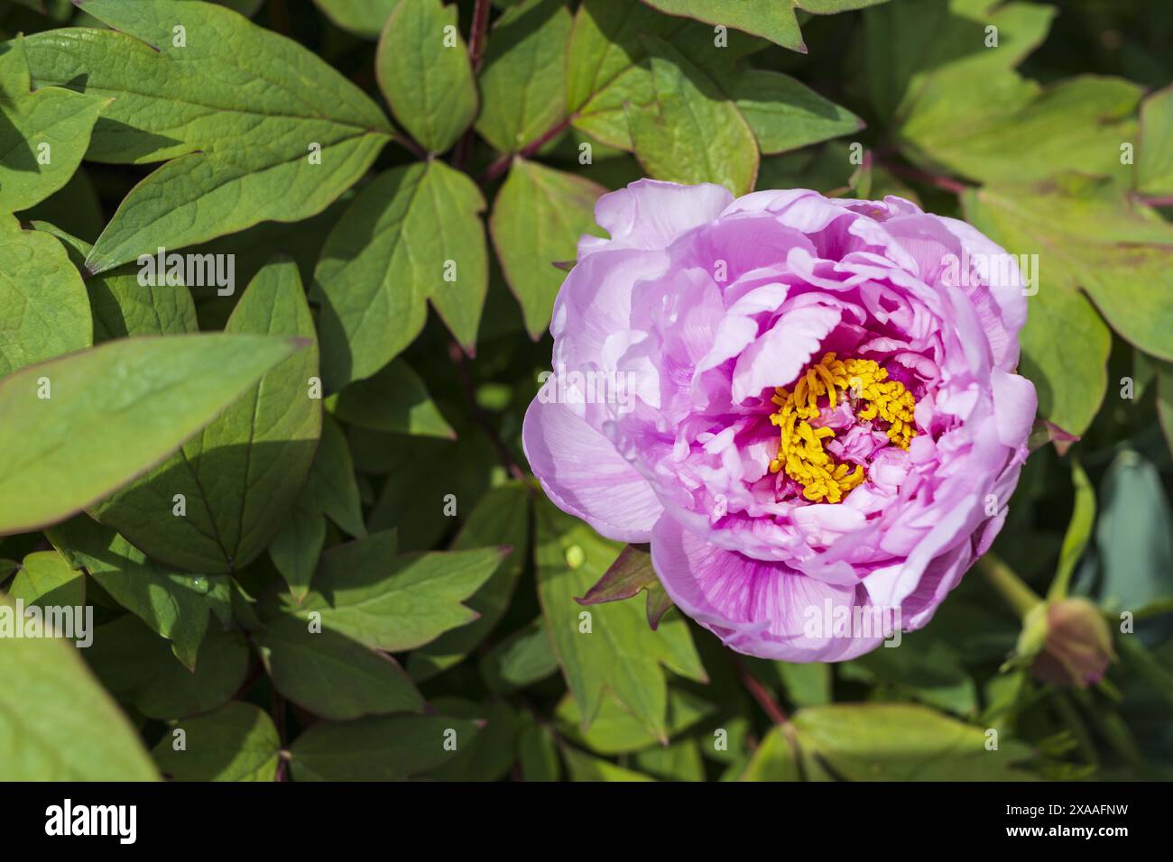 photographie de vue de dessus en gros plan d'une fleur de pivoine rose avec coeur jaune sur fond de verdure Banque D'Images
