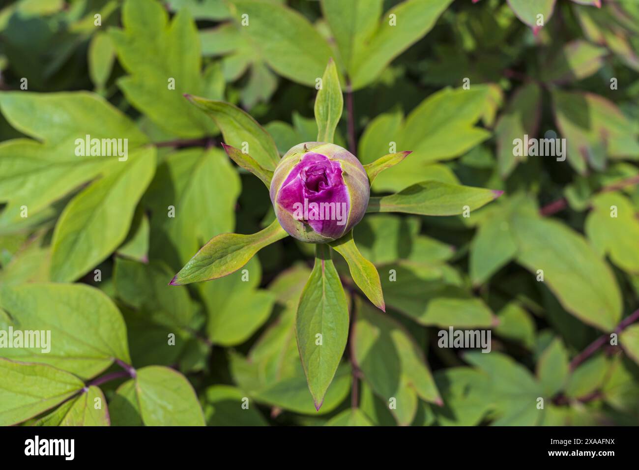 photographie de vue de dessus en gros plan d'un bourgeon de fleur de pivoine rose sur fond de verdure Banque D'Images
