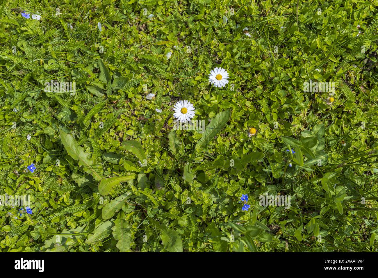 photographie à plat d'une pelouse d'herbe verte avec de minuscules fleurs blanches et bleues Banque D'Images