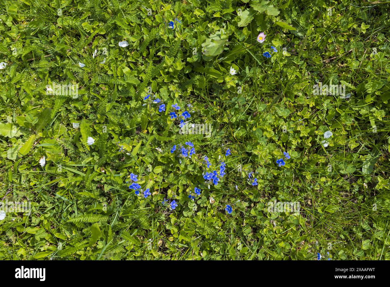photographie à plat d'une pelouse d'herbe verte avec de minuscules fleurs bleues Banque D'Images
