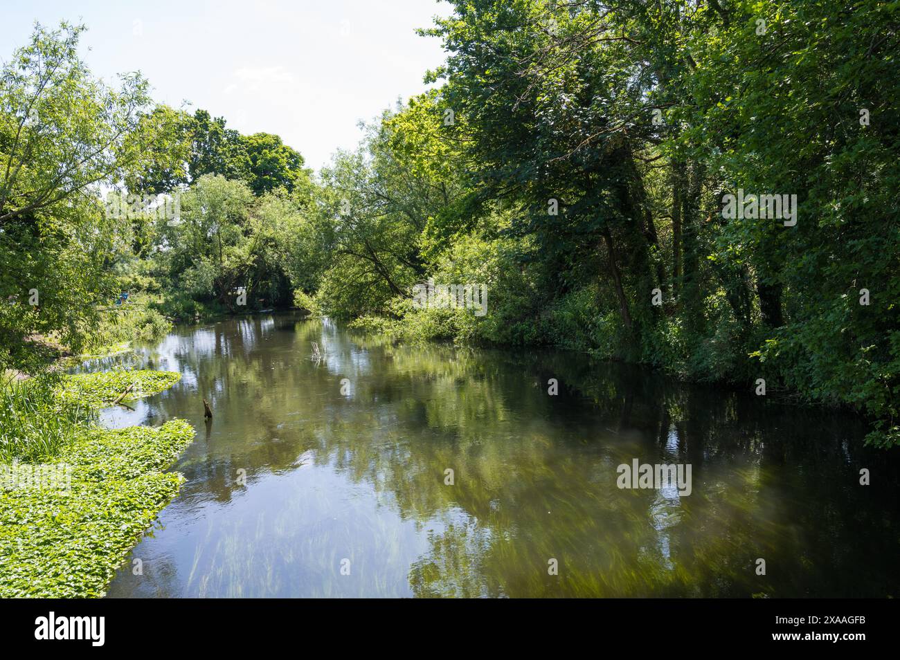 River Colne une rivière de plaine de ruisseau de craie anglaise alimentée par de l'aquifère de craie de l'eau très pure caractérisée par de l'eau claire coulant sur du gravier. Angleterre Royaume-Uni Banque D'Images