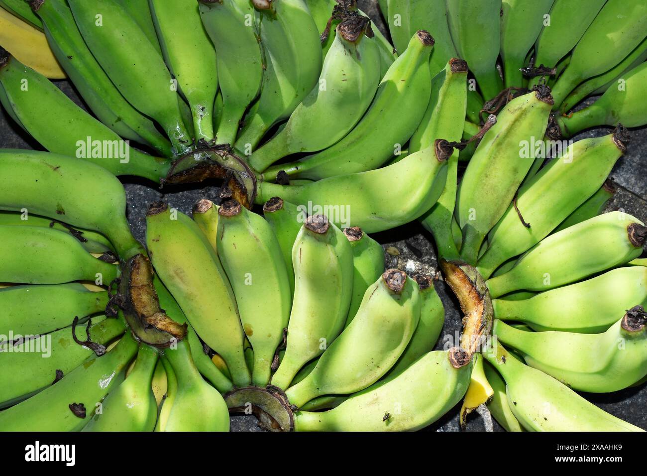 Bouquets de banane verte sur le sol Banque D'Images