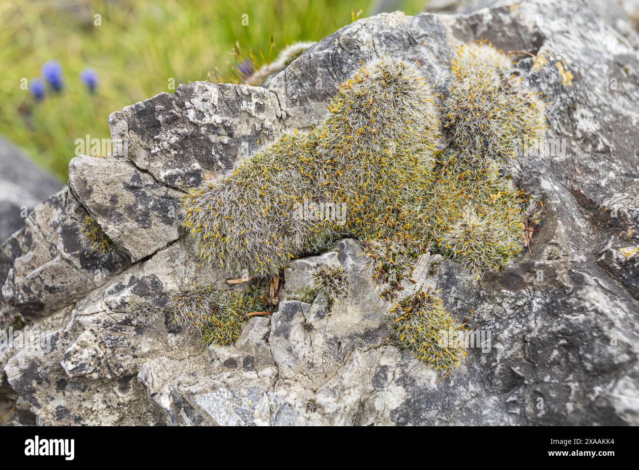 photographie rapprochée d'une grande roche grise avec de la mousse verte blanche Banque D'Images