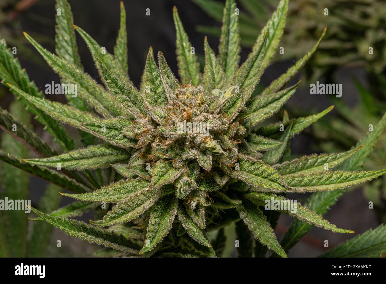 Califunk variété de fleur vert clair de marijuana avec des fleurs de couleur mûre Banque D'Images