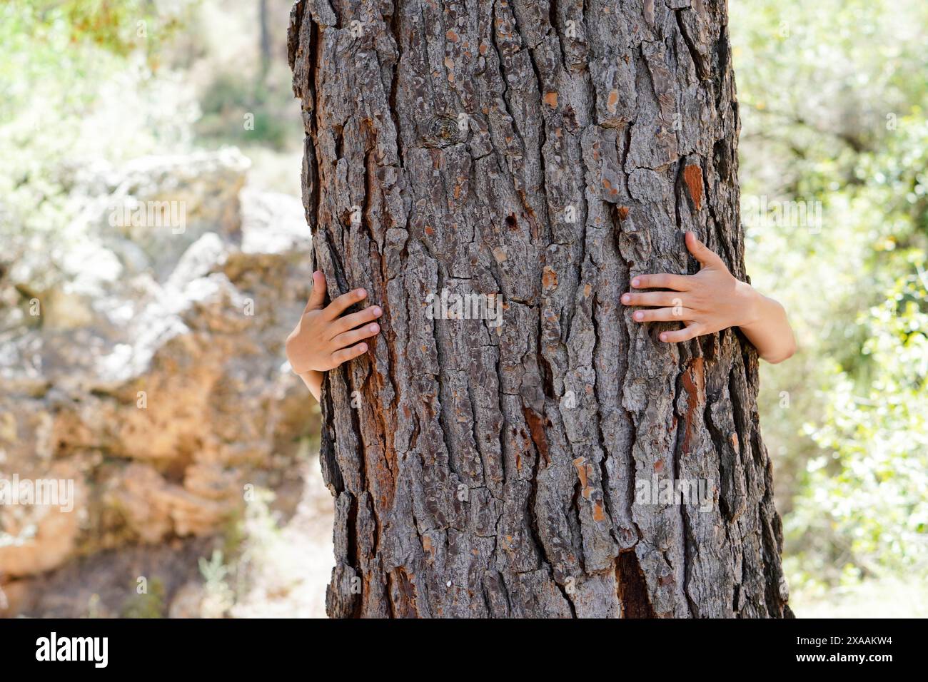 mains d'enfant embrassant le tronc d'un grand arbre Banque D'Images