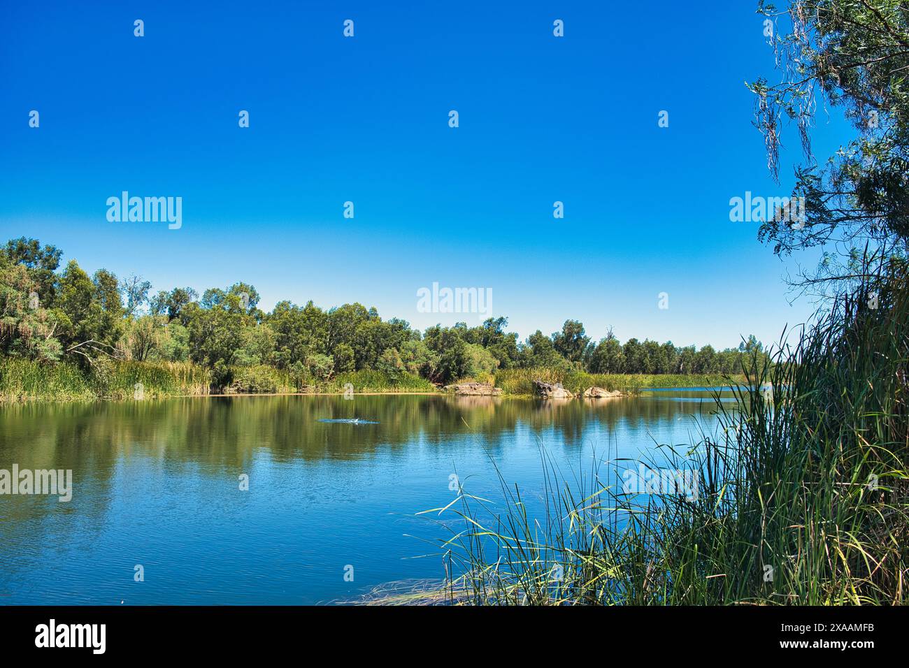 La rivière Maitland près de Karratha, l'une des rares rivières permanentes de la région sèche de Pilbara, en Australie occidentale Banque D'Images