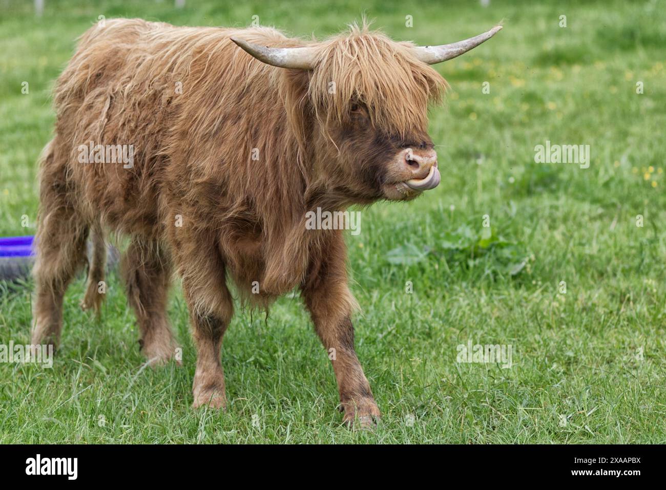 Vache Highland dans un champ, doux géants de l'Ecosse. Banque D'Images