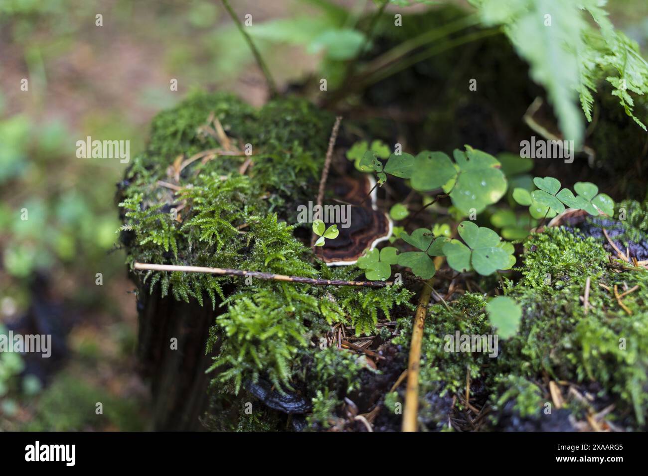 photographie rapprochée d'un vieux stub avec des herbes vertes et de la mousse dans les bois Banque D'Images