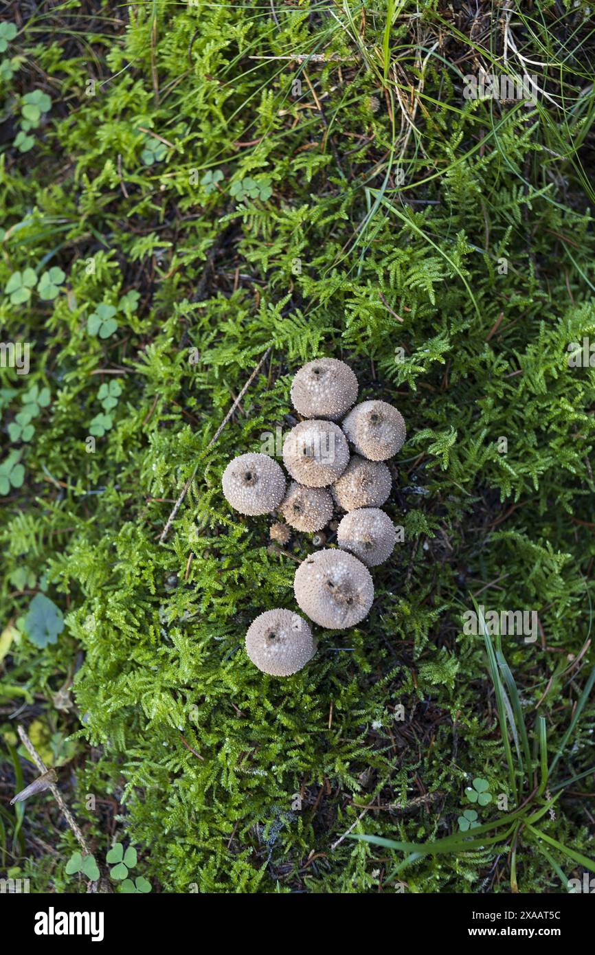 Photographie à plat d'un groupe de champignons Lycoperdon sur une mousse verte dans la forêt alpine Banque D'Images