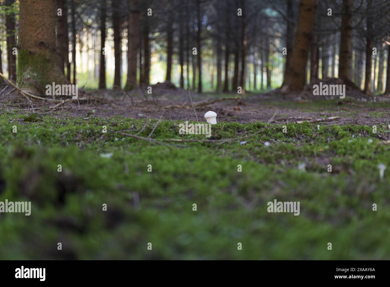 Photographie de côté d'un petit champignon blanc Lycoperdon sur la forêt alpine moussue verte Banque D'Images