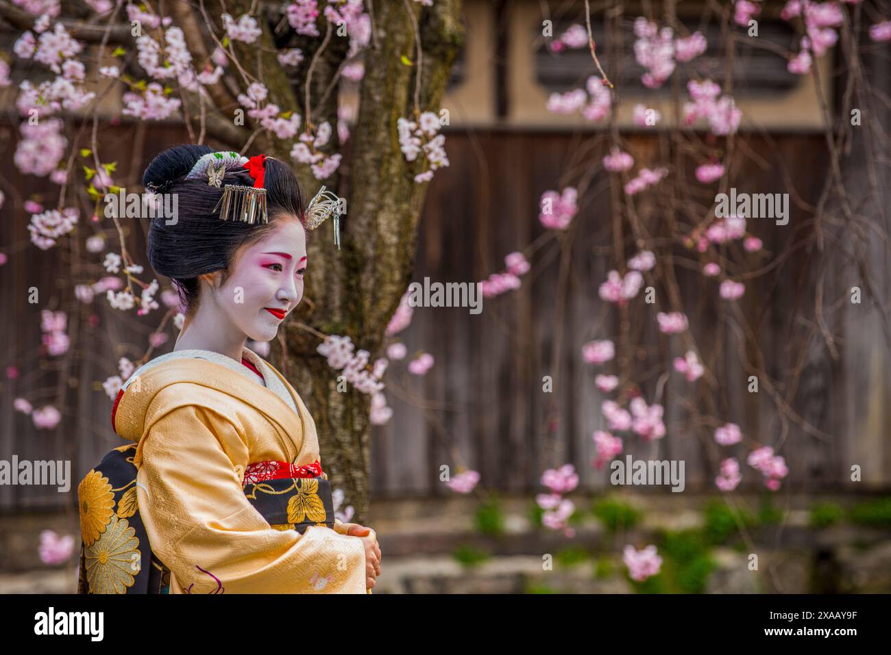 Real Geisha posant devant un cerisier en fleurs dans le quartier Geisha de Gion, Kyoto, Honshu, Japon, Asie Banque D'Images