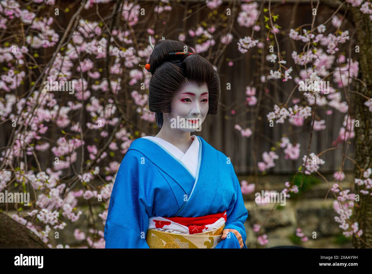 Real Geisha posant devant un cerisier en fleurs dans le quartier Geisha de Gion, Kyoto, Honshu, Japon, Asie Banque D'Images