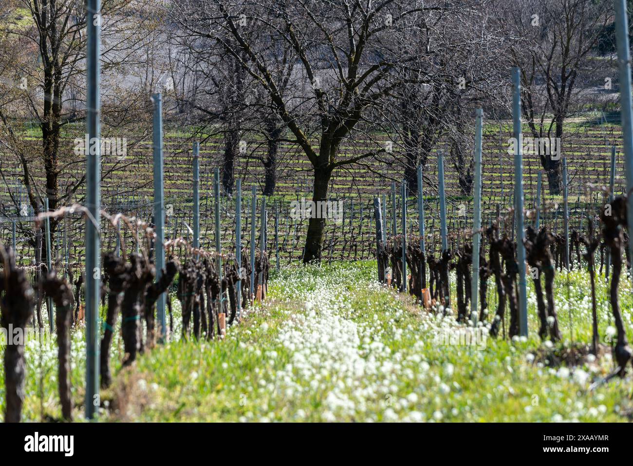 Saison de printemps dans les vignobles de Franciacorta, province de Brescia, région de Lombardie, Italie, Europe Banque D'Images