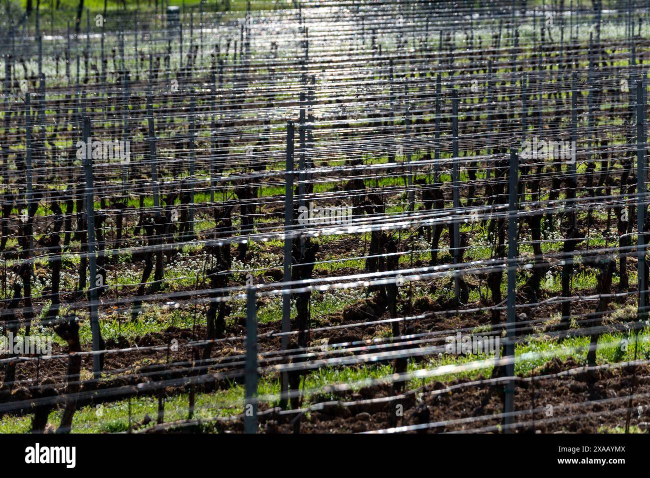 Saison de printemps dans les vignobles de Franciacorta, province de Brescia, région de Lombardie, Italie, Europe Banque D'Images