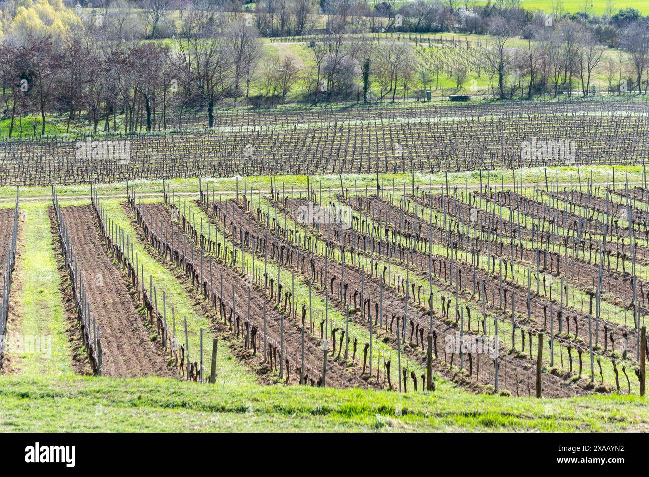 Saison de printemps dans les vignobles de Franciacorta, province de Brescia, région de Lombardie, Italie, Europe Banque D'Images