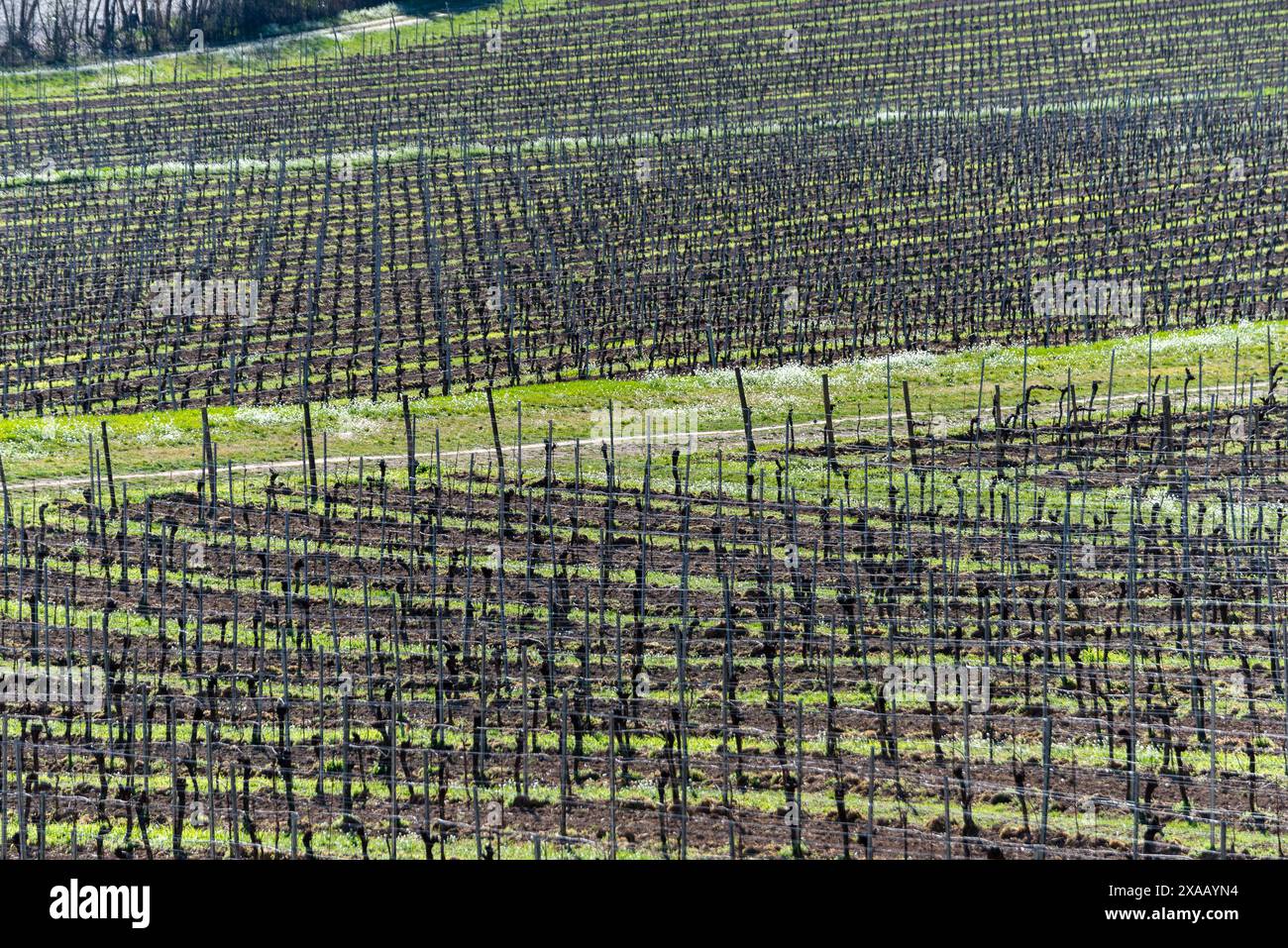 Saison de printemps dans les vignobles de Franciacorta, province de Brescia, région de Lombardie, Italie, Europe Banque D'Images