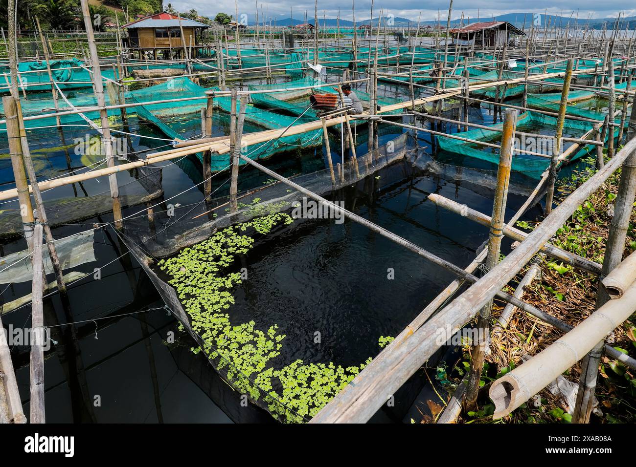 Bambou et élevage en cage de poissons en filet sur ce grand lac qui souffre de la chaleur du changement climatique, des polluants et de la réduction de l'oxygène, lac Tondano, Minahasa Banque D'Images