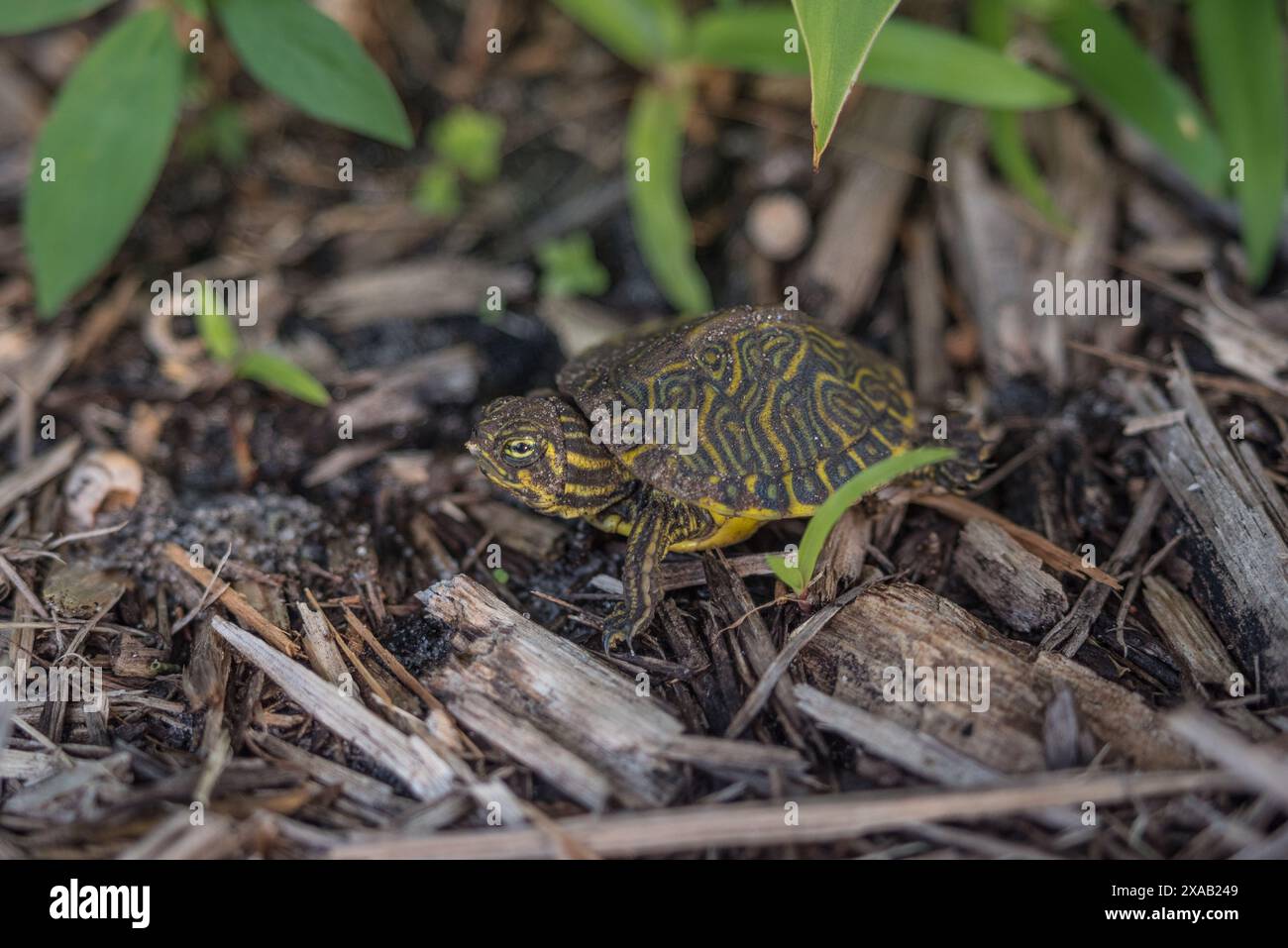 Cooter Baby Turtle Banque D'Images