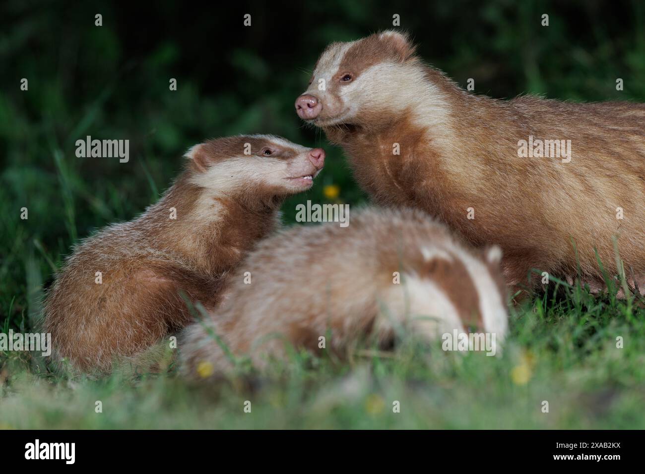 Maman Erythristic Badgers avec des petits dans les herbes d'un bois au printemps Banque D'Images