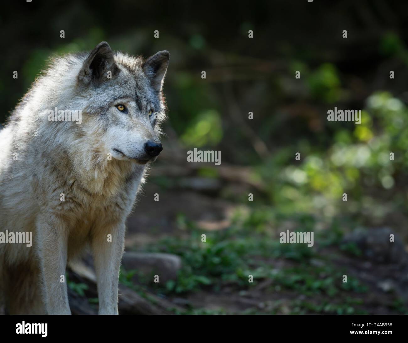 Le loup gris solitaire, rétroéclairé, cherche des proies sur une colline rocheuse verte au Québec, Canada Banque D'Images