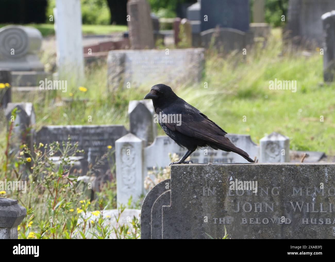 Carrion Crow Corvus Corone perché sur une pierre tombale dans un cimetière Angleterre, Bird Wildlife nature Banque D'Images Carrion Crow Corvus Corone perché sur une pierre tombale dans un cimetière Angleterre, Bird Wildlife nature Banque D'Images