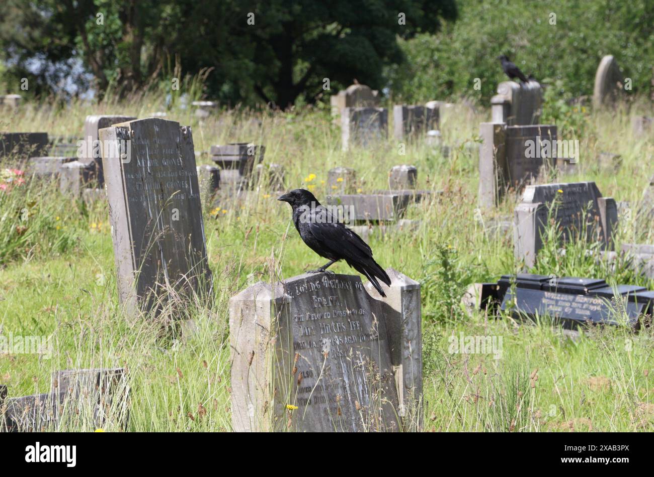 Carrion Crow Corvus Corone perché sur une pierre tombale dans un cimetière Angleterre, Bird Wildlife nature Banque D'Images Carrion Crow Corvus Corone perché sur une pierre tombale dans un cimetière Angleterre, Bird Wildlife nature Banque D'Images