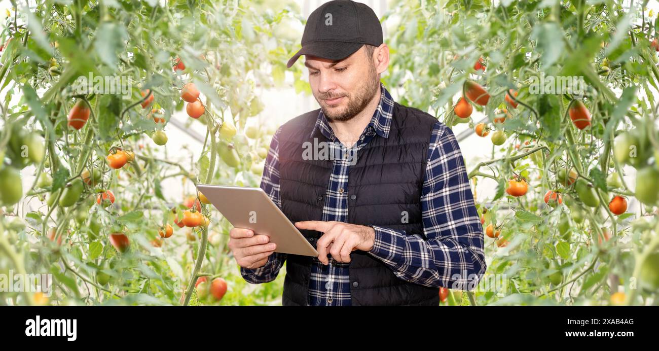 Système automatique télécommandé dans une serre de légumes. Agriculteur utilisant la tablette numérique tout en travaillant dans la serre. Banque D'Images