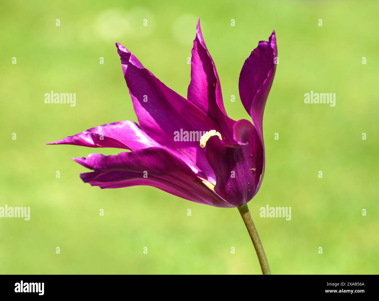 Grande fleur de couleur lilas tulipe sur fond vert Banque D'Images