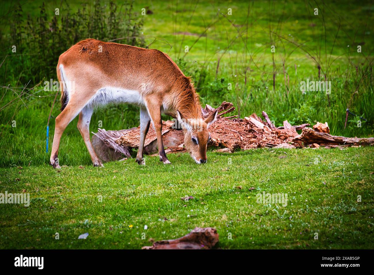 Un cerf broutant sur l'herbe dans un champ vert luxuriant avec un tronc d'arbre tombé en arrière-plan. Banque D'Images