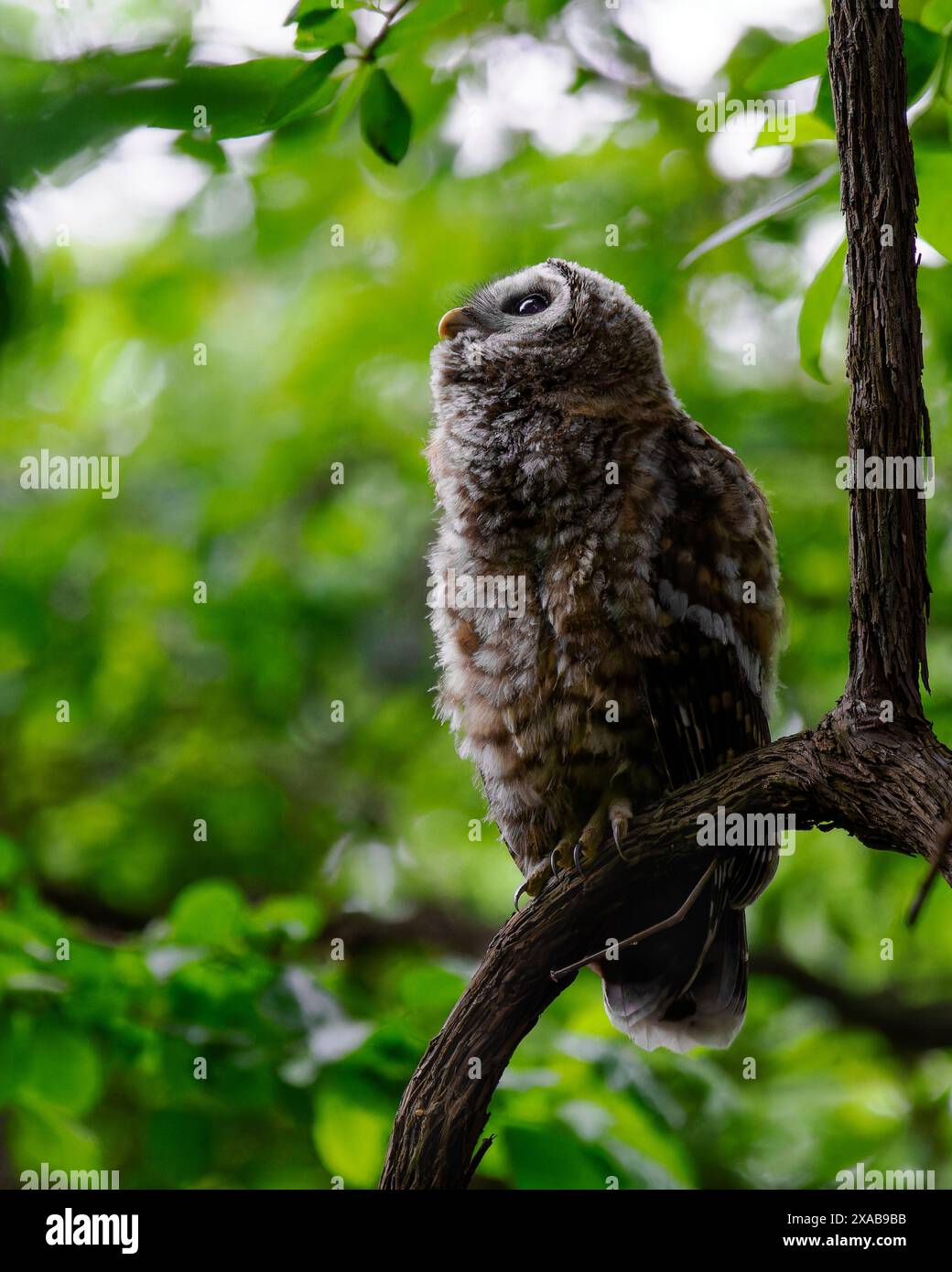 Jeune chouette barrée (Strix varia) attendant la mère pour apporter de la nourriture, Dyke Marsh, Alexandria, va Banque D'Images